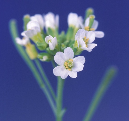 Arabidopsis thaliana, a flowering plant frequently studied by biologists, has climate-sensitive genes whose expression was found to evolve. Photo: Penn State